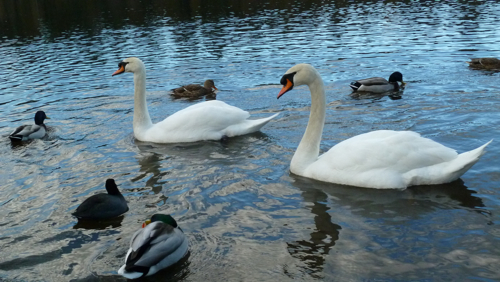 Ducks and swans
