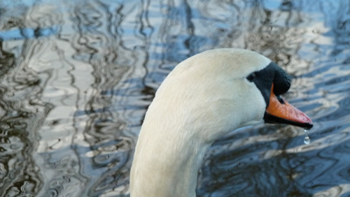 Portrait: Swan