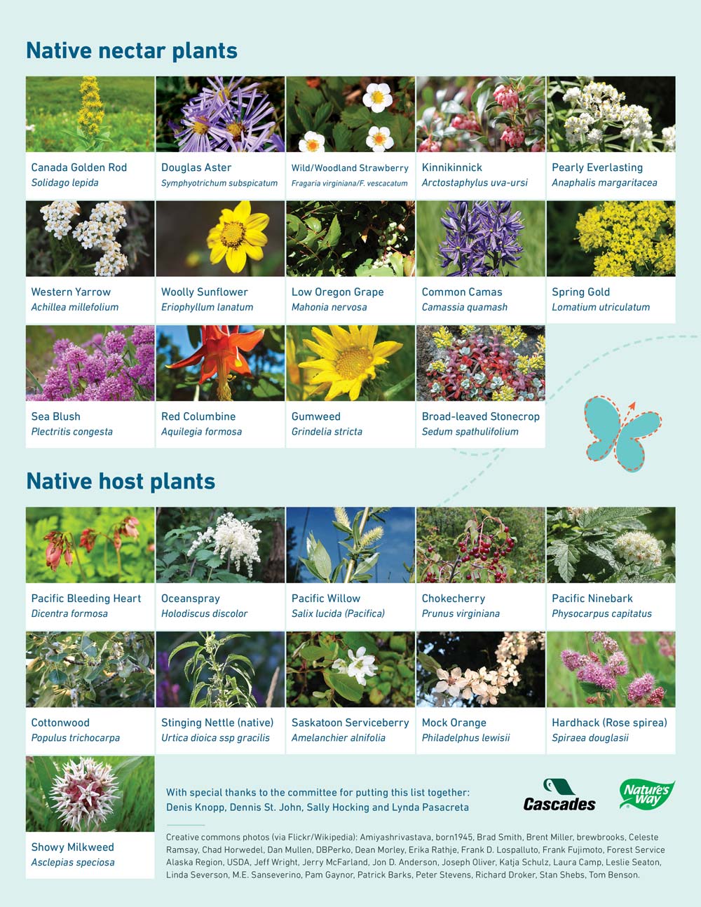 Butterfly-friendly plant guide