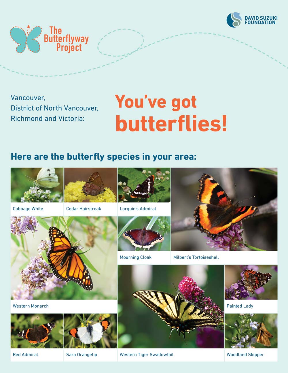 Butterflies guide