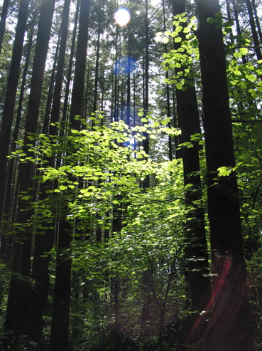 Sunlight shines through the layers of a forest's cathedral