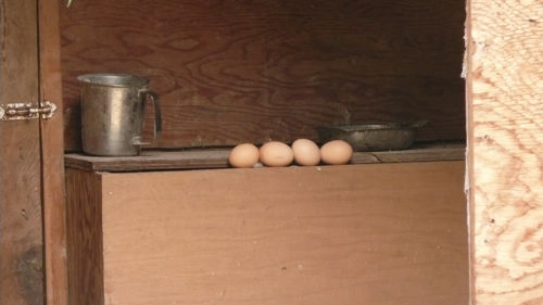 Eggs, Pemberton farm