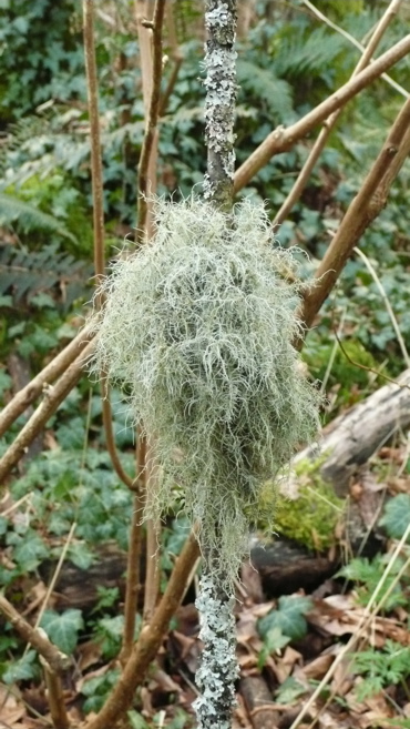 Random lichen