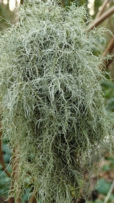 Lichen, close up