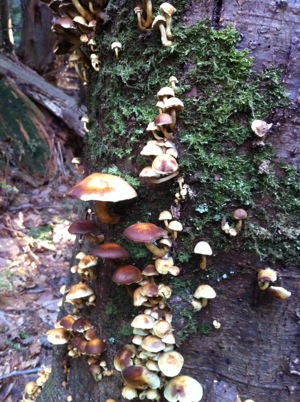 Mushrooms (2)