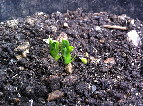 Peas sprouting