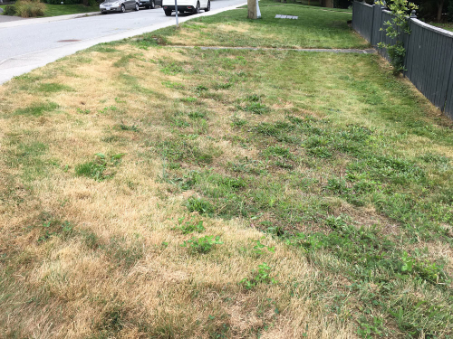 Before: just a weedy lawn